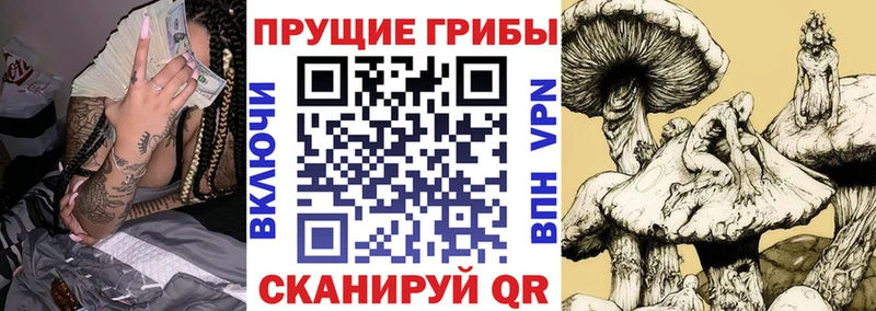 гидра   Старица  Галлюциногенные грибы ЛСД 